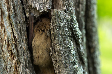 bat hiding in tree bark