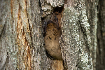 bat sleeps hiding in tree bark