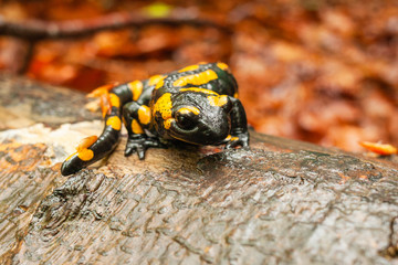 Salamander on a wet tree trunk