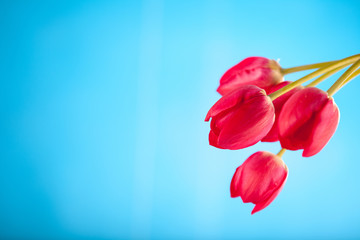 red tulips on a blue background