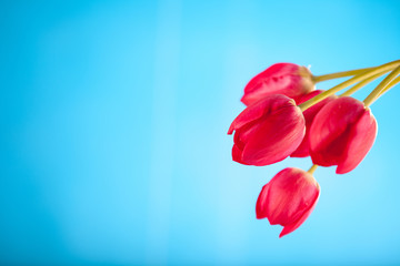 Fototapeta premium red tulips on a blue background