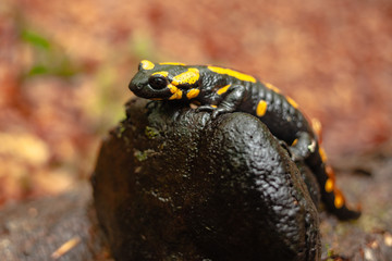 Salamander sitting on a stone