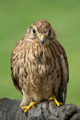 Turmfalke Portrait mit grünem Hintergrund