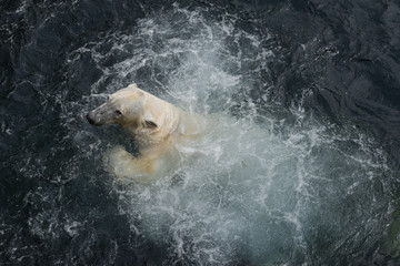 Naklejka premium view of polar bear swimming in the water