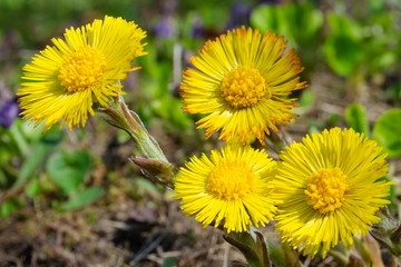 spring flowers mother and stepmother