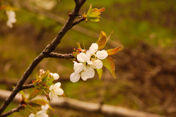 cherry tree blossom