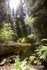 Forest Escape with Fallen Tree