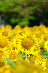 Sun flower blooming in the garden