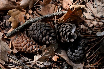 cones of pine trees in the forest