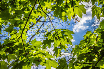 Maple (Acer) tree with green leaves seen upwards against blue sky