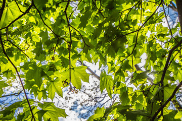 Maple (Acer) tree with green leaves seen upwards against blue sky