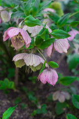 Beautiful tender blue flowers anemone in early spring in a flower bed in the garden.