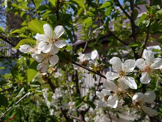 white flowers of tree