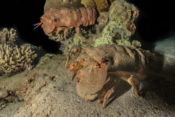 Lobsters in the Red Sea Colorful and beautiful, Eilat Israel