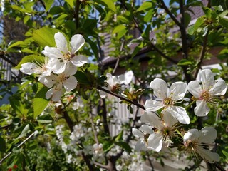 Obraz premium white flowers of tree