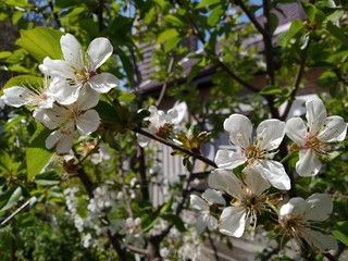 Obraz premium white flowers of tree