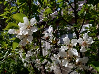 white flowers of tree