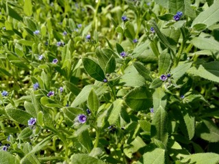 blue flowers in the garden