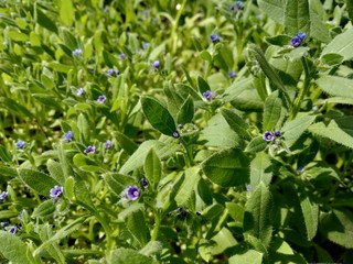 blue flowers in the garden