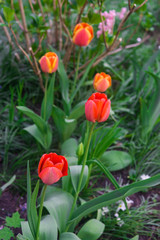 Beautiful red tulips in the garden garden. Springtime.