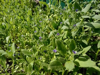 Obraz premium green plant in the garden