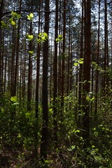 green forest in the spring