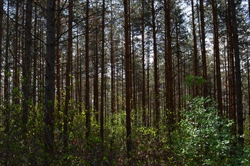 green forest in the spring