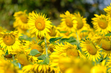 Sun flower blooming in the garden