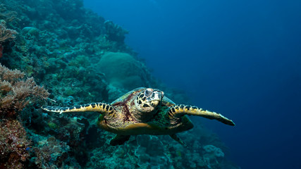 Hawksbill sea turtle in Tubbataha. The Tubbataha Reef Marine Park is UNESCO World Heritage Site in the middle of Sulu Sea, Philippines.