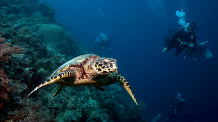 Obraz premium Hawksbill sea turtle in Tubbataha. The Tubbataha Reef Marine Park is UNESCO World Heritage Site in the middle of Sulu Sea, Philippines.