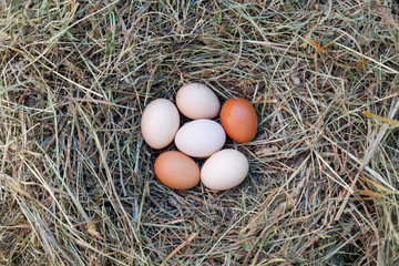 Hen's eggs in the hay nest