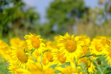 Sun flower blooming in the garden