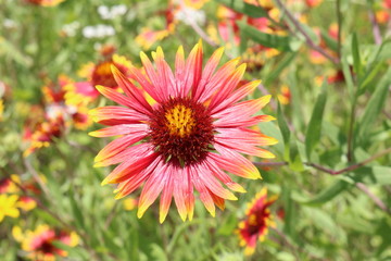 Close up of an Indian Blanket flower in a field of wildflowers in full sun
