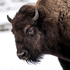 Bison portrait auf der Weide im Winter