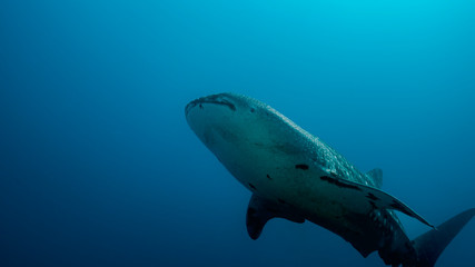 Fototapeta premium Whale Shark in Tubbataha. The Tubbataha Reef Marine Park is UNESCO World Heritage Site in the middle of Sulu Sea, Philippines.