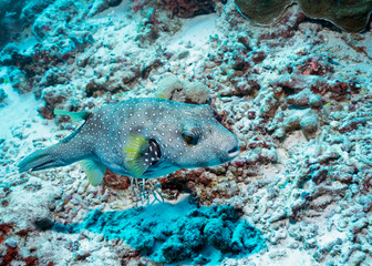 White-spotted Puffer Fish in Tubbataha. The Tubbataha Reef Marine Park is UNESCO World Heritage Site in the middle of Sulu Sea, Philippines.