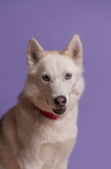 Cute white siberian husky dog with violet bow tie on lilac background. Holiday card with pet. Portrait of funny dog. Copy space