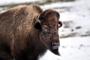Fototapeta premium Bison portrait auf der Weide im Winter