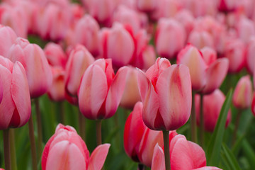 Pink tulip close up against the background of other tulips