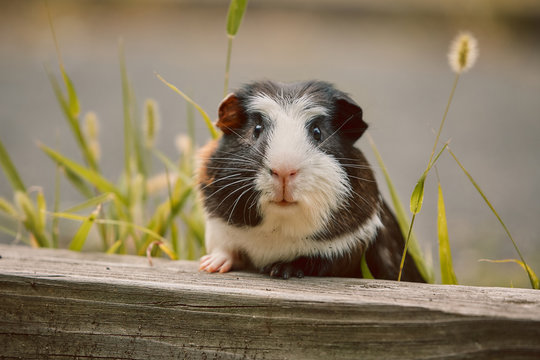 two cute guinea pigs adorable american tricolored with swirl on head