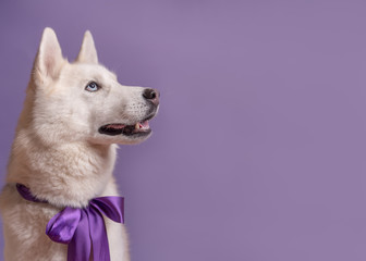 Cute white siberian husky dog with violet bow tie on lilac background. Holiday card with pet. Portrait of funny dog that looking at right. Copy space © Iulia