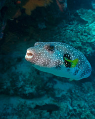 White-spotted Puffer Fish in Tubbataha. The Tubbataha Reef Marine Park is UNESCO World Heritage Site in the middle of Sulu Sea, Philippines.