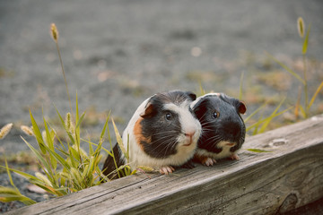 two cute guinea pigs adorable american tricolored with swirl on head