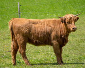 Schottische Hochland Rinder auf der gr&uuml;nen Weide