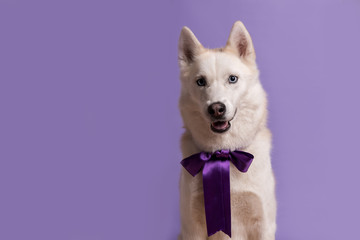 Cute white siberian husky dog with violet bow tie on lilac background. Holiday card with pet. Portrait of funny dog. Copy space