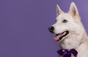 Fototapeta premium Cute white siberian husky dog with violet bow tie on lilac background. Holiday card with pet. Portrait of funny dog that looking left. Copy space