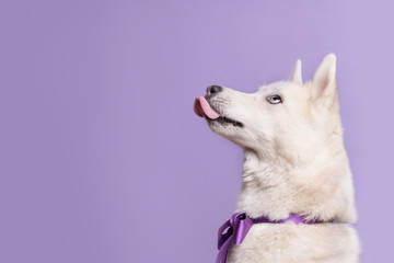 Cute white siberian husky dog with violet bow tie on lilac background. Holiday card with pet. Portrait of funny dog. Copy space