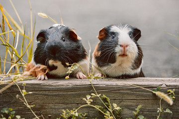 two cute guinea pigs adorable american tricolored with swirl on head in park eating grasses