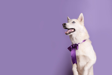 Cute white siberian husky dog with violet bow tie on lilac background. Holiday card with pet. Portrait of funny dog. Copy space