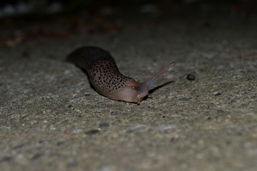 big slug on the track
